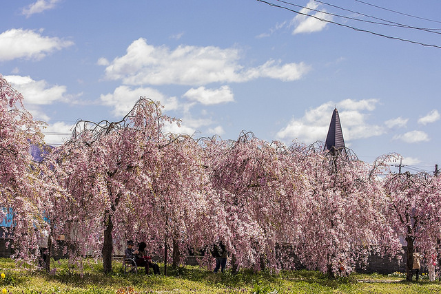 東北十大賞櫻景點：喜多方枝垂櫻花瀑布隧道_img_32